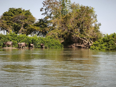 Don Khone Island-Don Khone必去景点