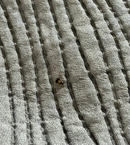 格林维尔I-65凯艺套房酒店-客卧