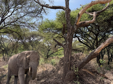 Unlimited Expeditions - The Soul Of Tanzania-阿鲁沙必去景点