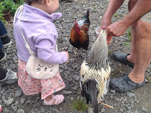 Awakeri Rail Adventures-法卡塔尼必去景点