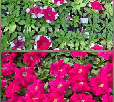 Stilbaai Brugmark-斯特尔拜必去景点