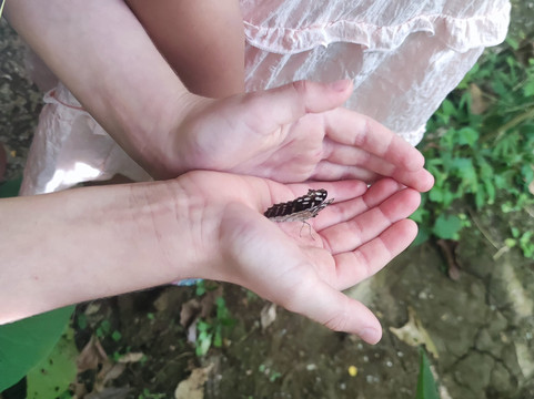 Butterfly Farm Vida de Colores-圣拉蒙必去景点
