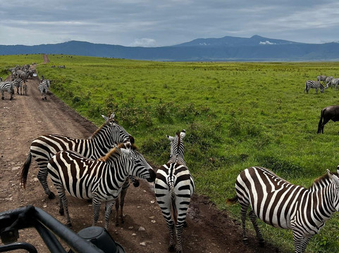 Lomo Tanzania Safari-阿鲁沙必去景点