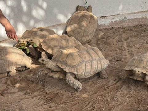 North Sedra Farm-Madinat Ash Shamal必去景点