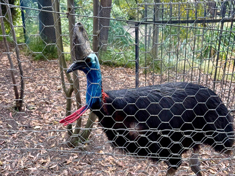 Ballarat Wildlife Park-巴拉瑞特必去景点