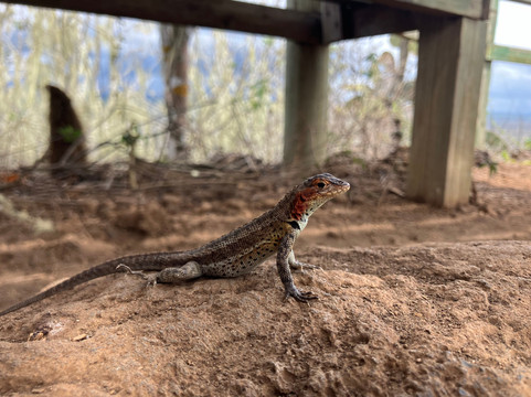 Galapagos by Local Guides-圣克鲁斯必去景点