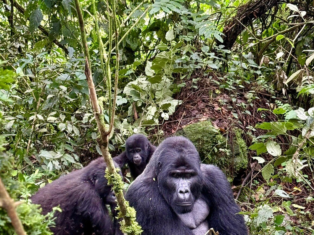 Simba Africa Expeditions Day Tours-坎帕拉必去景点