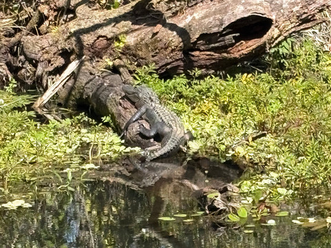 5 Rivers Adventures-Wacissa必去景点