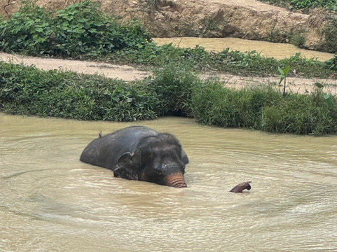 Hidden Forest Elephant Reserve-查龙必去景点