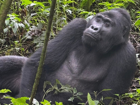 Gorilla Safaris Uganda-坎帕拉必去景点