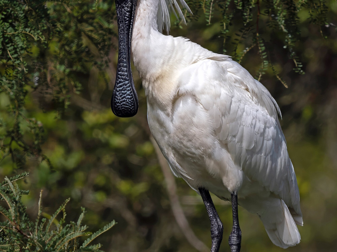 苍鹭保护区-Whataroa必去景点