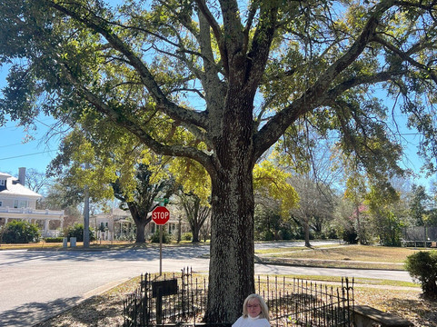 The Tree That Owns Itself-Eufaula必去景点