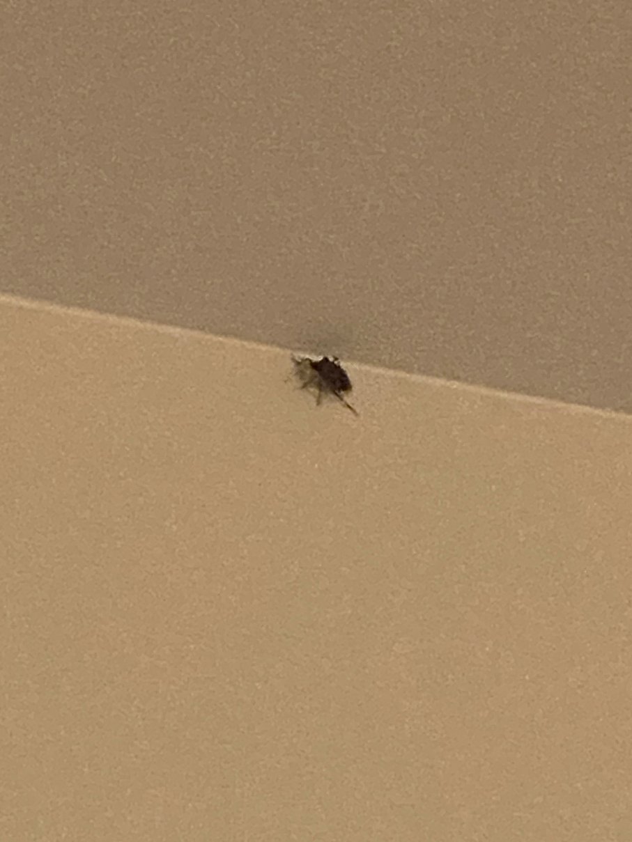 希尔顿奥因斯米尔斯家2套房-客卧