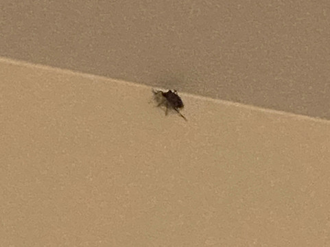 希尔顿奥因斯米尔斯家2套房主图