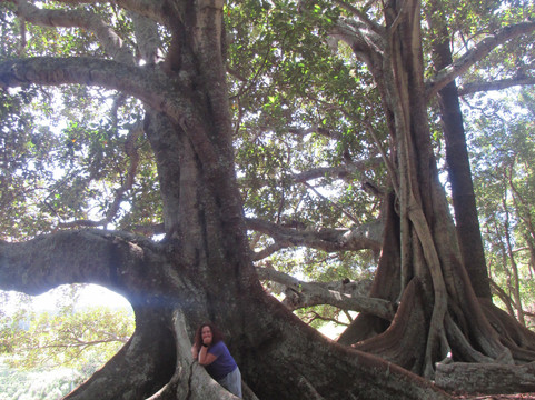 Hundred Acres Reserve-诺福克岛必去景点