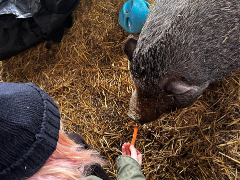 Woolly Experiences Therapy Farm-Mold必去景点