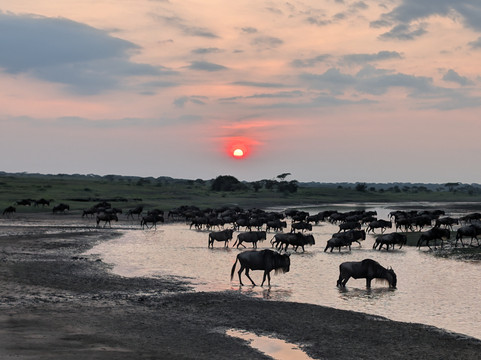Serengeti Wakanda Tours & Safaris-阿鲁沙必去景点