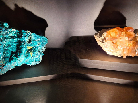 Muséum d'Histoire Naturelle de La Rochelle-拉罗谢尔必去景点