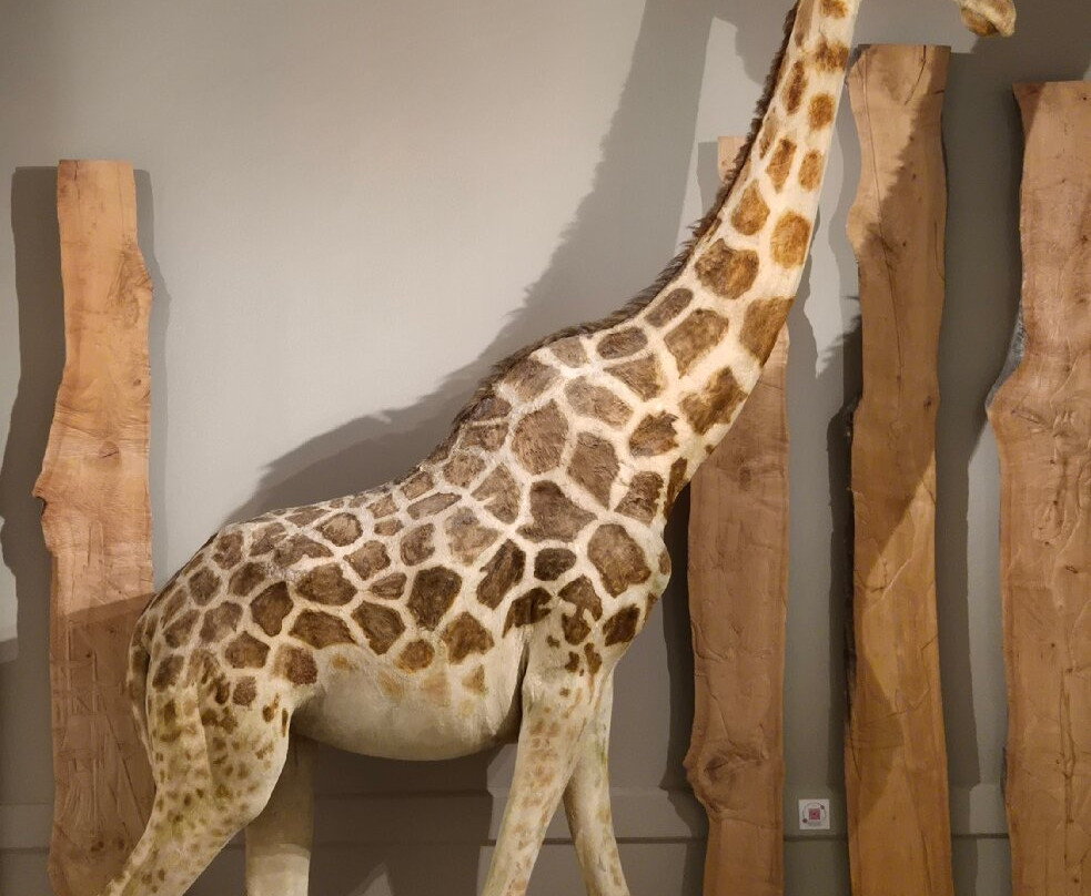 Muséum d'Histoire Naturelle de La Rochelle-拉罗谢尔必去景点