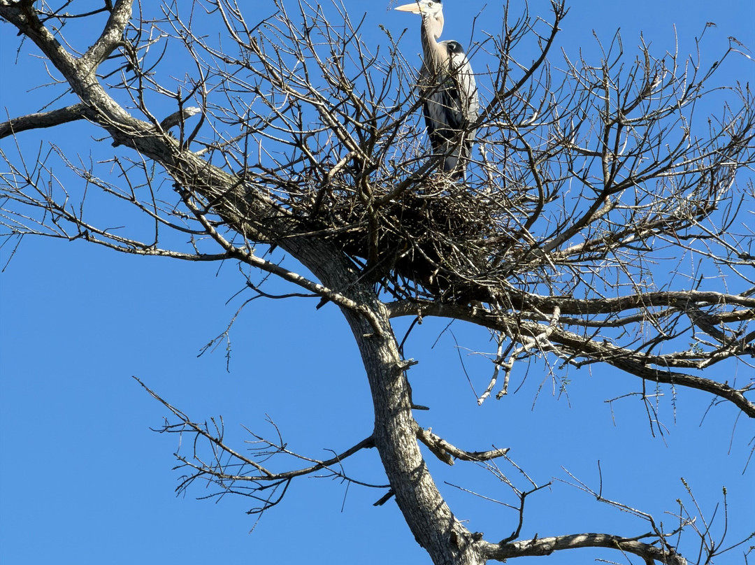 Backwoods Airboat Adventures-Christmas必去景点
