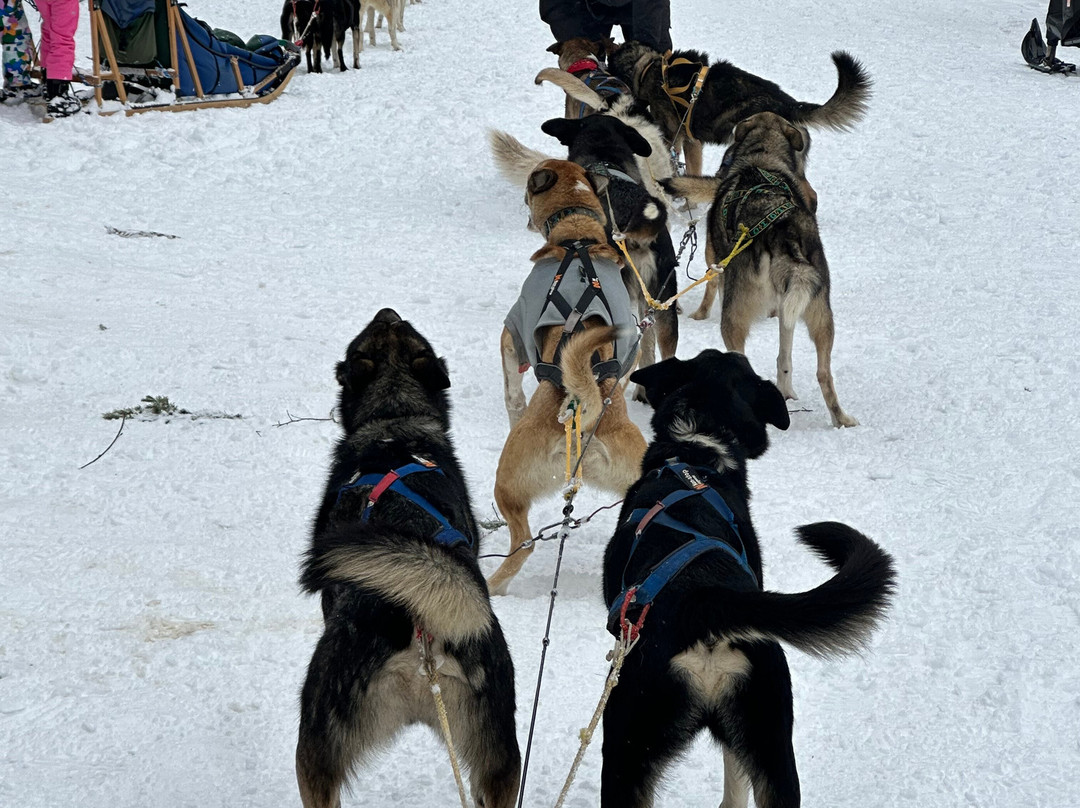 Snow Buddy Sled Dog Adventures-斯廷博特斯普林斯必去景点