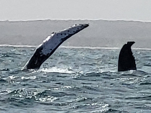 CaboKaiTours-萨尔雷必去景点