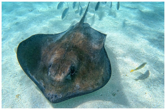 Stingray City-安提瓜必去景点