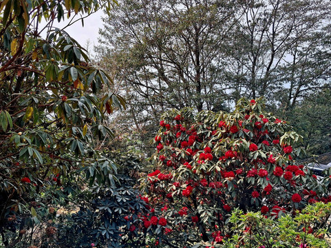 Ganesh Tok View Point-甘托克必去景点