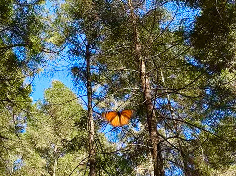 El Rosario Monarch Butterfly Preserve-中部墨西哥和墨西哥湾沿岸必去景点
