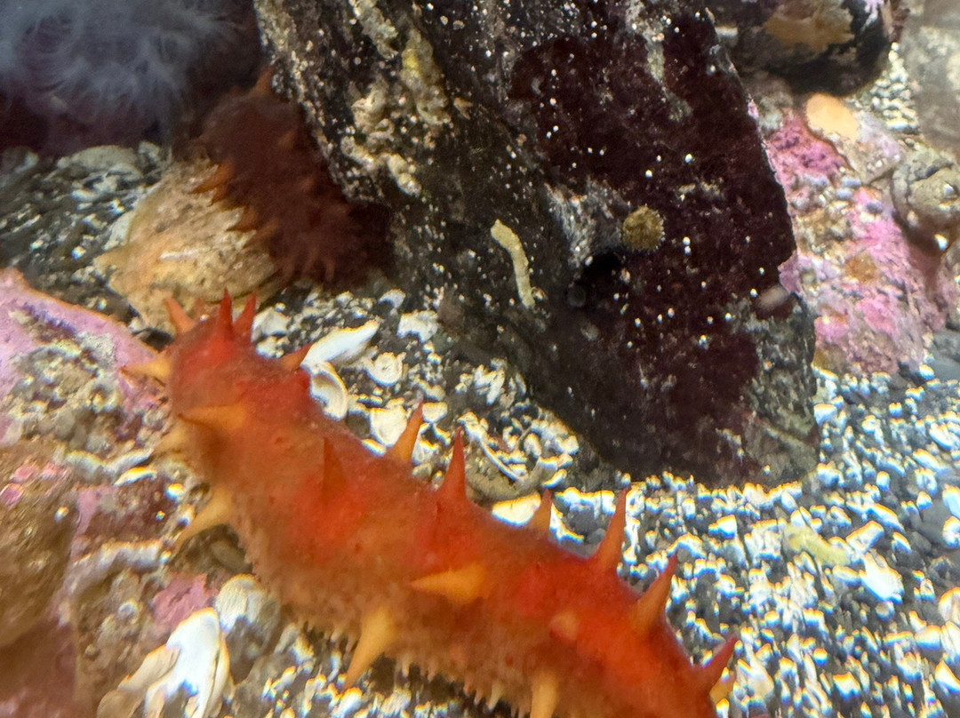 Ucluelet Aquarium-尤克卢利特必去景点