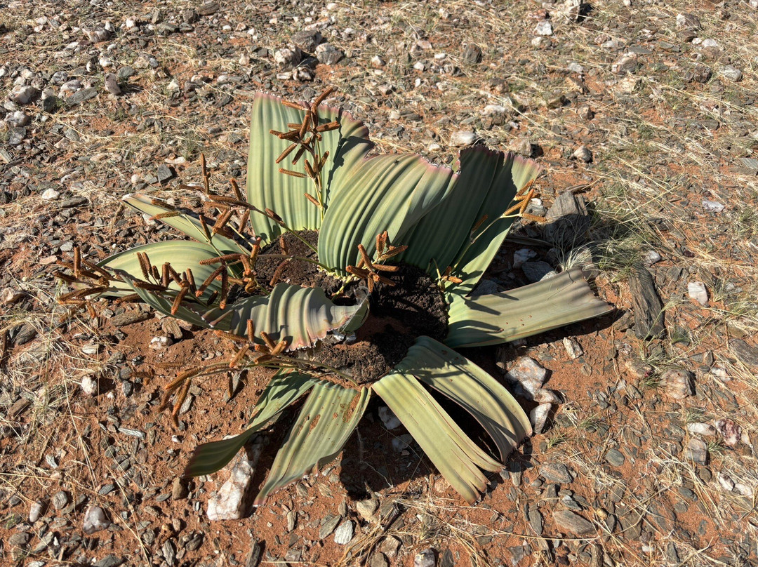 Twyfelfontein Elephant Drives-Palmwag必去景点