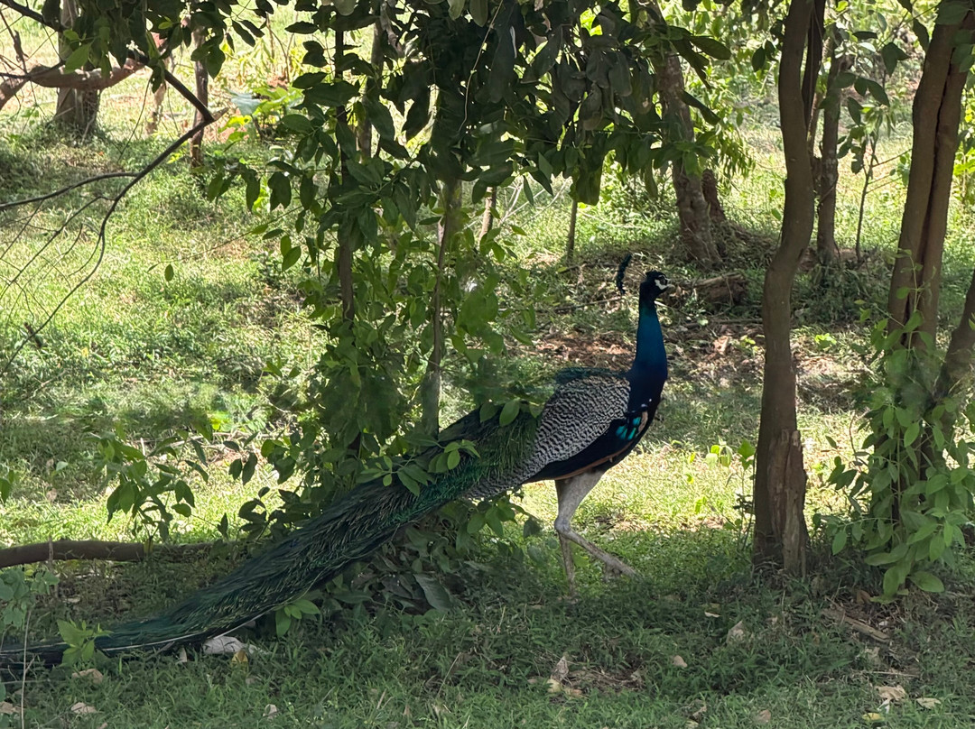 Udawalawe Safari Kingdom-乌达瓦拉瓦必去景点