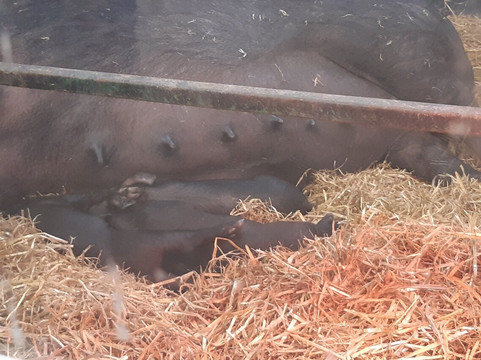 Rare Breeds Centre-Woodchurch必去景点