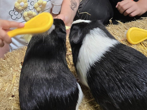 Hesketh Farm Park-斯基普顿必去景点