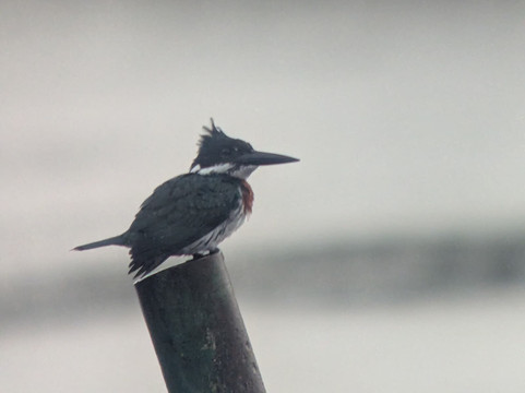 Ecuador Birds Tours-基多必去景点