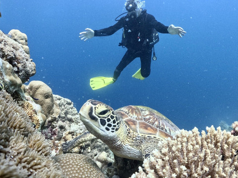 Honu Dive Center-Doljo必去景点