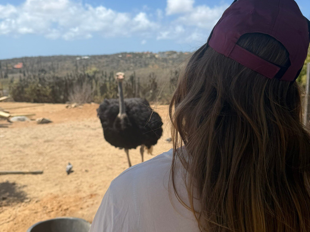 Aruba Ostrich Farm-奥腊涅斯塔德必去景点