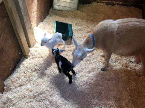 Sunflower Farm Creamery-Cumberland Center必去景点