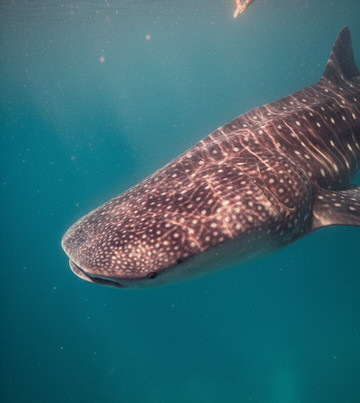 Mafia Island Dream Adventures-Kilindoni必去景点