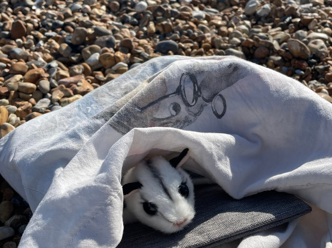 Cuddly Colony-布莱顿必去景点