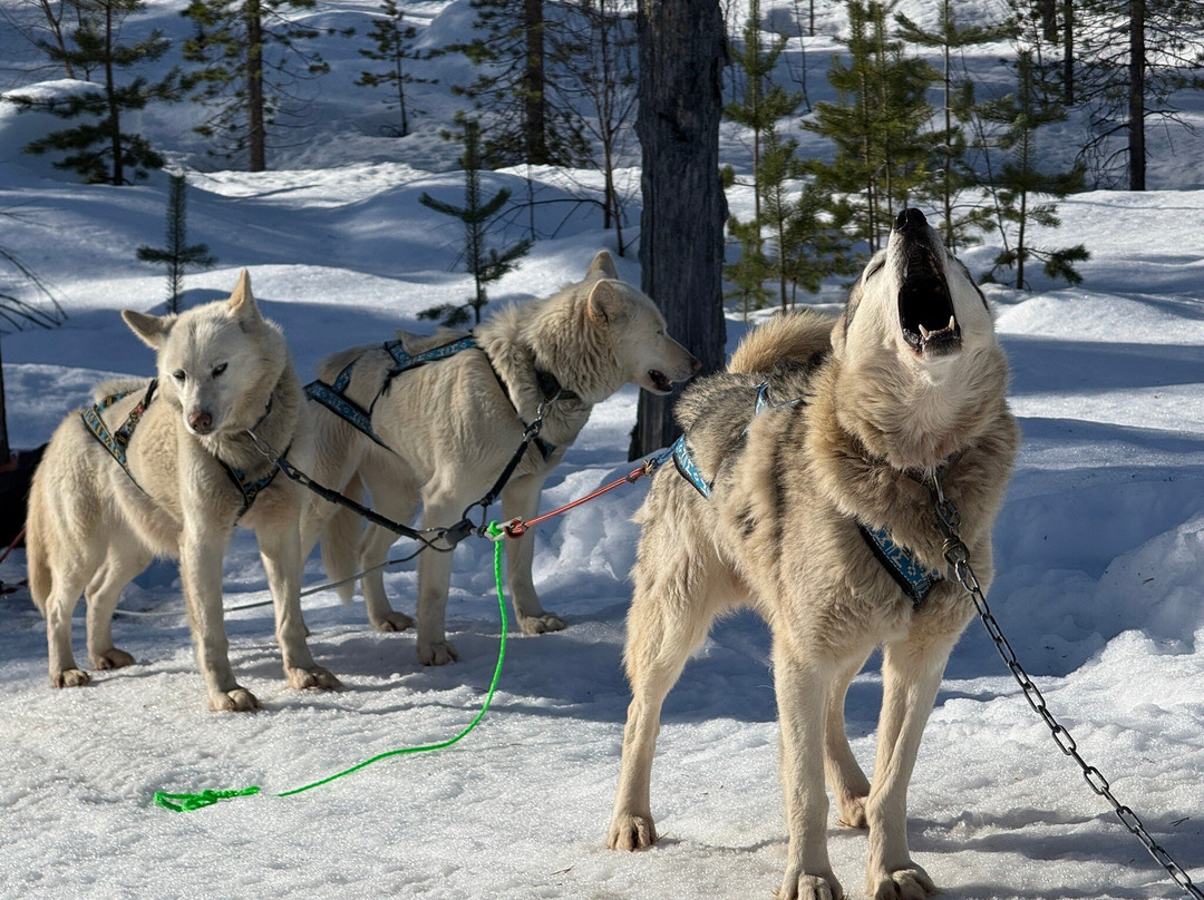 Taigausko Husky Experience-伊纳里必去景点