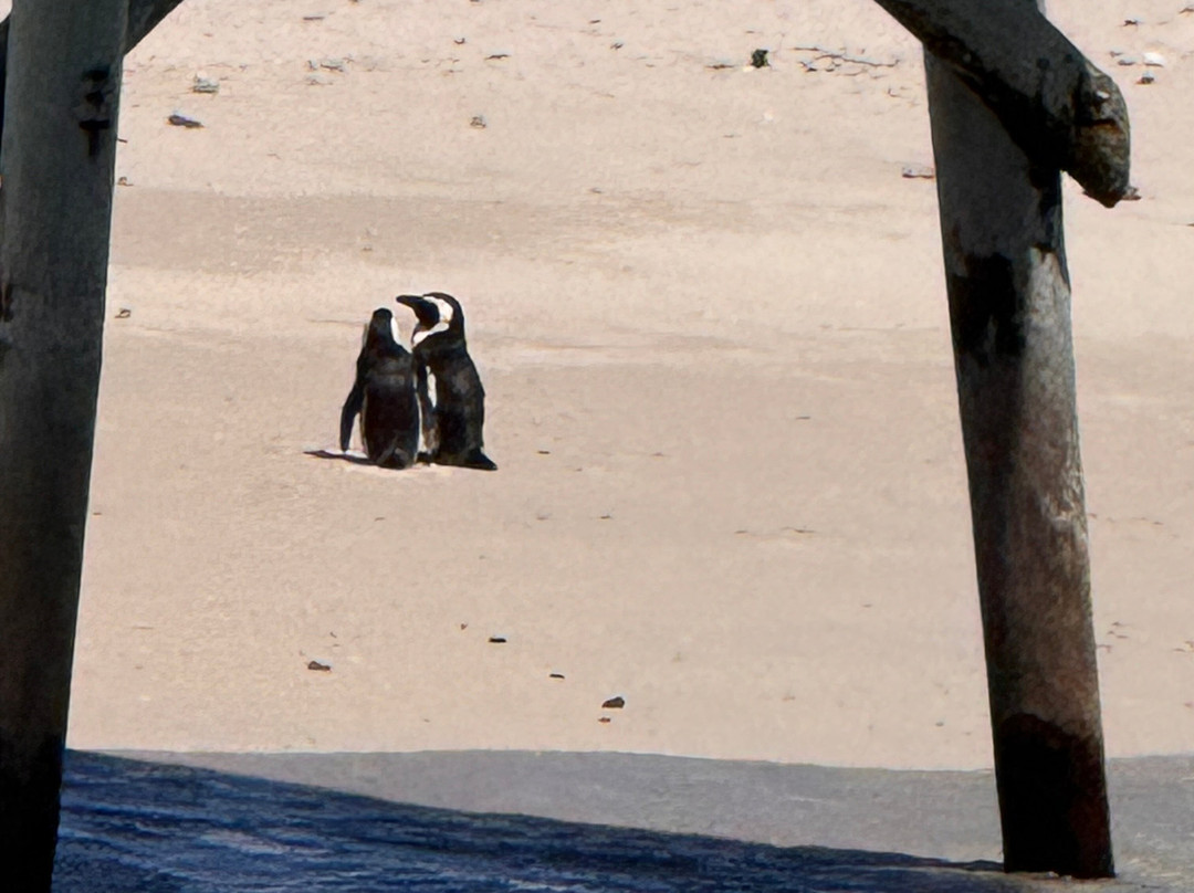 Cape Coast Expeditions-Yzerfontein必去景点