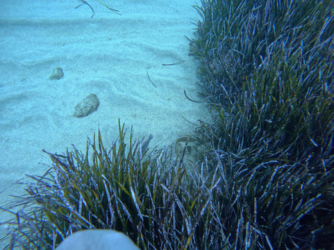 Coral Diving Crete-Anissaras必去景点