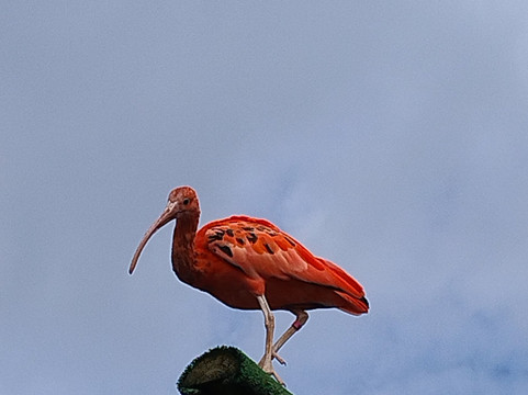 Wild Zoological Park-Bobbington必去景点