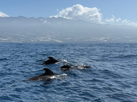 Flipper Uno-洛斯·吉甘特斯必去景点