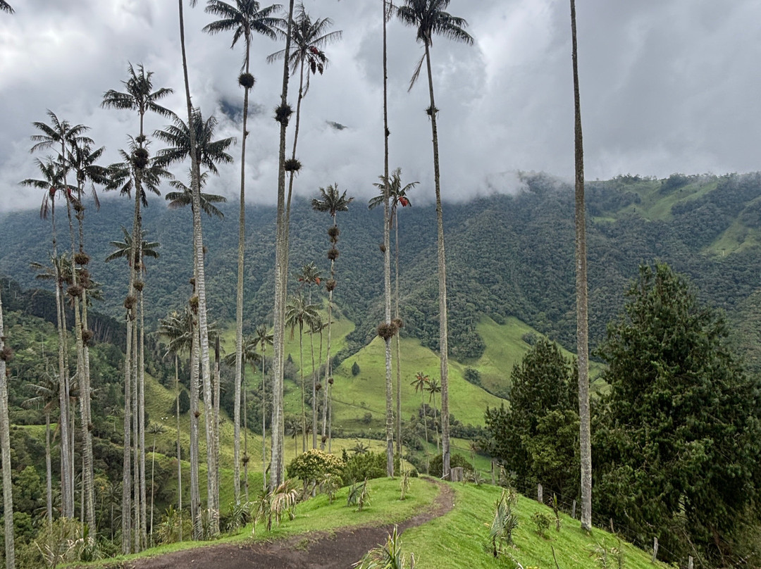 Valle De Cocora-萨伦托必去景点