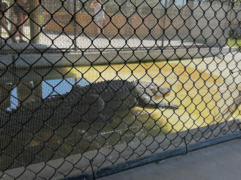 Captain Jack's Airboat Tours-大沼泽地必去景点