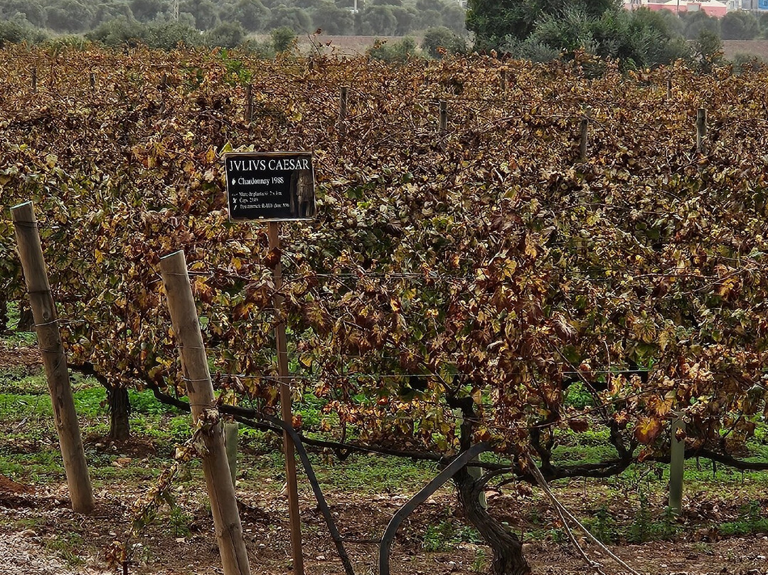 Cellers Avgvstvs Forvm-El Vendrell必去景点