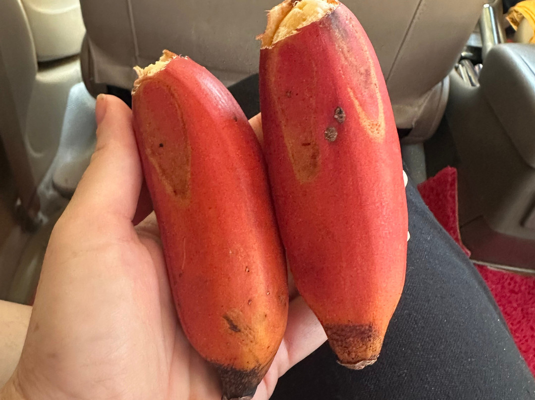 Sri Lankan Safest Driver-Padukka必去景点