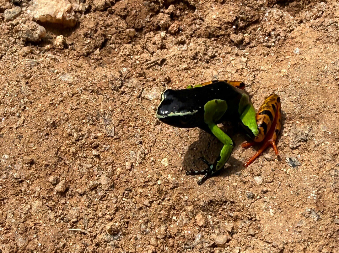 Reserve Peyrieras Madagascar Exotic-Marozevo必去景点